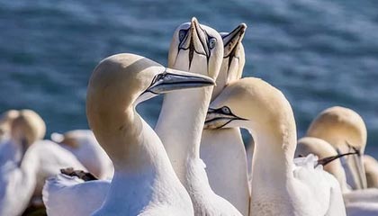 九游游戏中心-哈兰德连续17场破门，英超十冠王难敌青春锋线，哈兰德的转会费