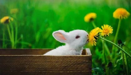 JIUYOU GAMING-克罗地亚队在巴黎奥运会手球比赛中表现出色，赢得银牌，克罗地亚 队